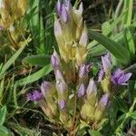 Gentianella campestris Övriga