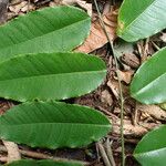Sclerocroton cornutus Φύλλο