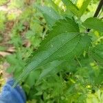 Eupatorium serotinum Лист