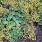 Alchemilla filicaulis ഇല