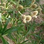 Eryngium agavifolium ശീലം