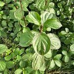 Cornus sanguineaLeaf