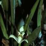 Maxillariella alba Floare