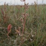 Atriplex pedunculata Hábitos