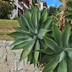 Agave attenuata Blatt