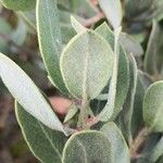 Arctostaphylos columbiana ᱥᱟᱠᱟᱢ