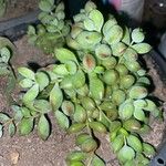 Cotyledon pendens Hoja