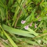 Scutellaria minor Flower