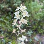 Anticlea elegans Blomma