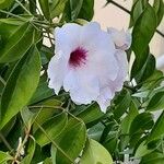 Pandorea jasminoides Virág