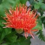 Scadoxus multiflorus Kwiat