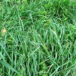 Hordeum bulbosum Leaf