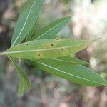 Alibertia edulis برگ