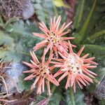 Perezia coerulescens Kvet