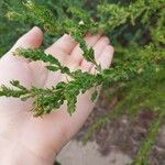 Acacia paradoxa Yaprak