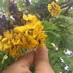 Caesalpinia pluviosa Flower