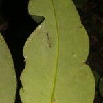 Garcinia magnifolia Foglia