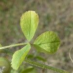 Medicago scutellata Blad