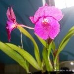 Cattleya wittigiana Цвят