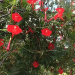 Ipomoea × multifida Flor