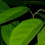 Bignonia aequinoctialis List