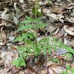 Botrychium virginianum Leaf