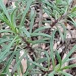 Senecio inaequidens Leaf