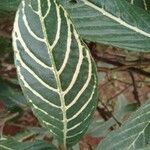 Sanchezia oblonga পাতা