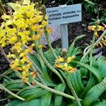 Lachenalia orchioides आदत