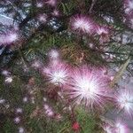 Calliandra brevipes Цветок