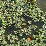 Ludwigia peploides Libunga