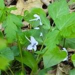 Viola rostrata Habit