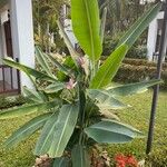 Musa ornata पत्ता