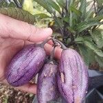 Solanum muricatum Fruto