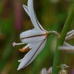 Asphodelus ayardii Квітка
