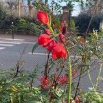 Hesperantha coccinea 花