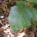 Solanum paludosum Φύλλο