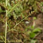 Asplenium cuneifolium Otro