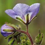 Phacelia viscida Cvet