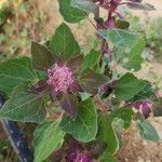 Chenopodium quinoa Habit