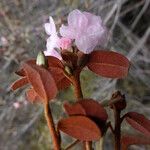 Rhododendron laudandum