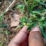 Mecardonia procumbens Flower