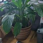 Spathiphyllum floribundum 葉