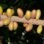 Pholidostachys pulchra Fruit