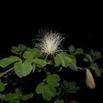 Calliandra tergemina Hábito