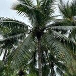 Cocos nucifera Плод