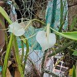 Brassavola nodosa Flor