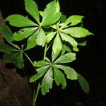 Jacaratia spinosa Hoja