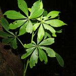 Jacaratia spinosa Folha