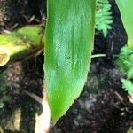 Zamia lacandona Leaf